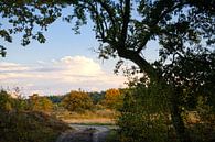 Ven van De Teut by Johan Vanbockryck thumbnail