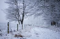 bosweg in de winter van Karijn | Fine art Natuur en Reis Fotografie thumbnail