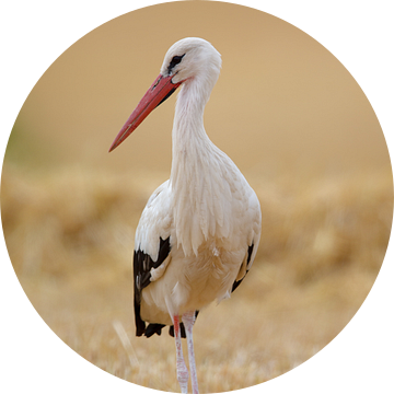 Witte ooievaar (Ciconia ciconia) van Dirk Rüter