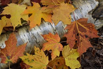 Autumn foliage in the forest by Claude Laprise
