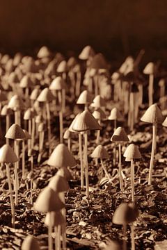 Fun Fungi: 101 Paddenstoelen van Imladris Images