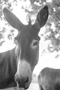 Esel in Schwarz und Weiß von DsDuppenPhotography