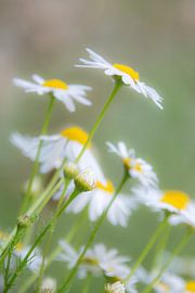 Still romance von Corine Harkes