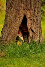 Kabouters bestaan echt van Rosenthal fotografie