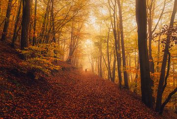 De mistige heuvel van het oranje bos van Loris Photography