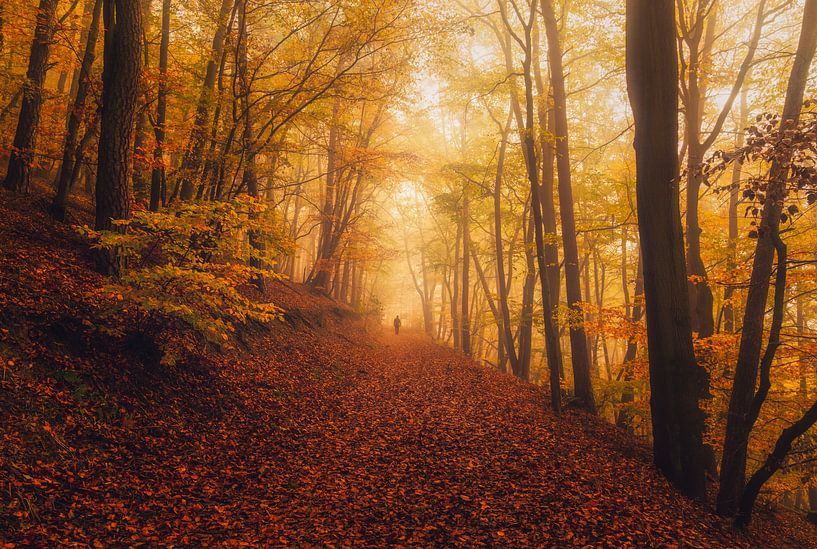 Der neblige Hügel des orangefarbenen Waldes von Loris Photography
