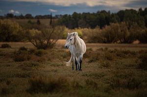 Pferd auf der Weide in Narbonne von Vincent D'hondt
