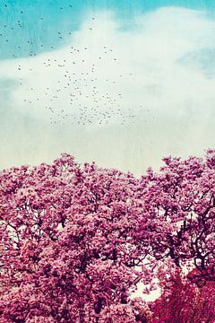 De kleuren van de lente - Rose magnolia van Dirk Wüstenhagen