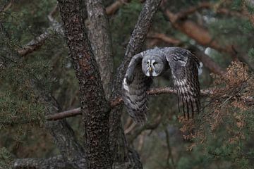 Bartkauz * Strix nebulosa * taking off, in flight