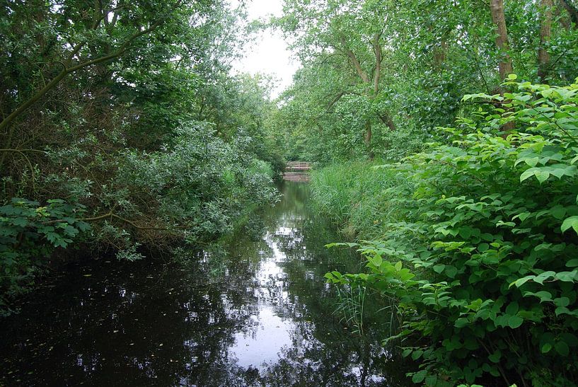 Bos in Petten par Hanney Bruijn Fotografie