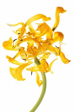 Tot het bittere eind: Tulp geel van Klaartje Majoor