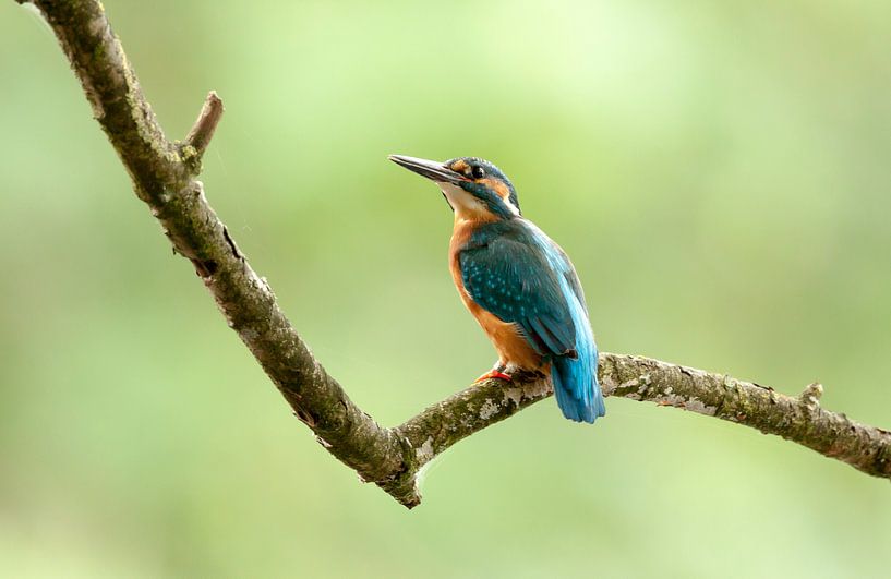 ijsvogel van Rando Kromkamp