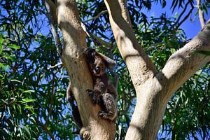 Schläfriger Koala