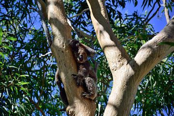 Slapende koala van Frank's Awesome Travels