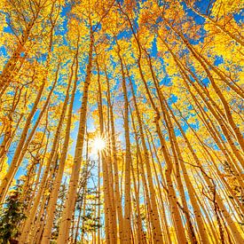 Photo d'une forêt de trembles - Photographie d'automne Fine Art sur Daniel Forster