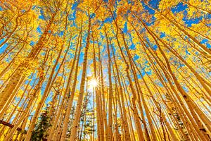 Photo d'une forêt de trembles - Photographie d'automne Fine Art