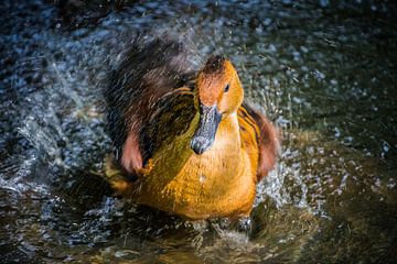 Canard arboricole sur Sylvia Schuur