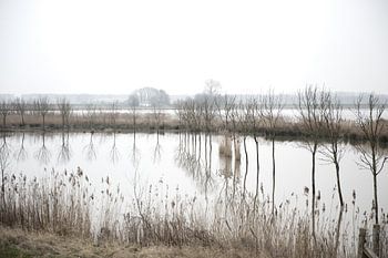 Landschap in de Biesbosch