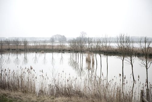 Landschap in de Biesbosch