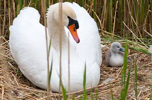 Zwaan met kuiken sur Bob de Bruin