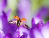 Lente in het land! von Bastian Boogaard Miniaturansicht