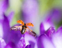 Lente in het land!