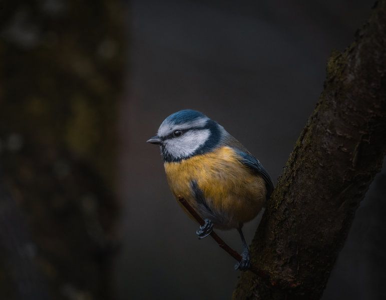 Blaumeise von Andreas Vanhoutte