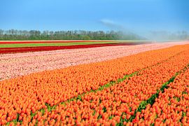 Flevo tulpenveld