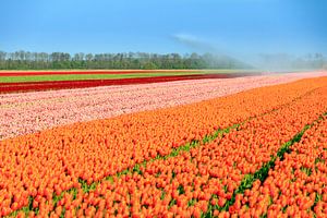 Flevo tulpenveld von Dennis van de Water