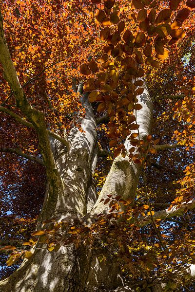 Rode beuk (fagus sylvatica) Staverden van Eugene Winthagen