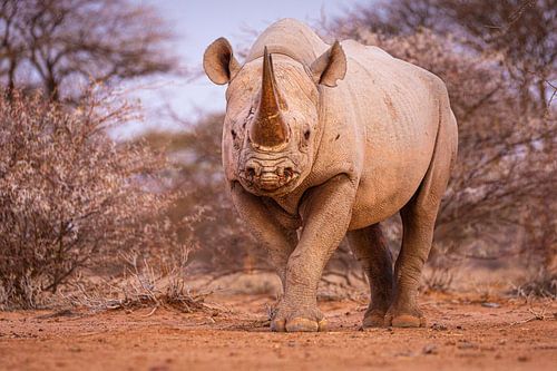 Portret van een Zwarte Neushoorn