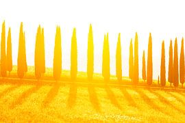 Cypressen laan bij zonsondergang