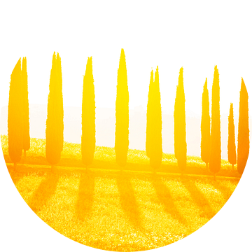 Cypressen laan bij zonsondergang