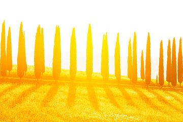 Cypressen laan bij zonsondergang van Rens Kromhout