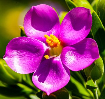 Violette Wachsblume (Chamelaucium) Nahaufnahme von Lieuwe J. Zander