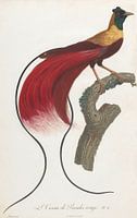 Red Bird of Paradise (Paradisaea Rubra), John Gould