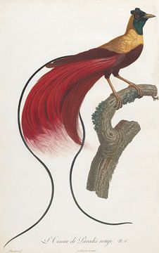 Red Bird of Paradise (Paradisaea Rubra), John Gould by Teylers Museum