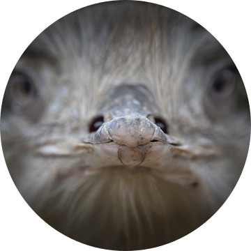 Struisvogel portret van Nienke Bot