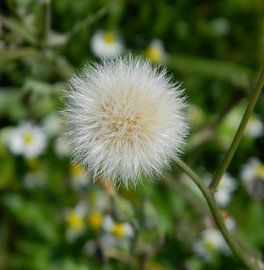 Pusteblume von Iwona Sdunek alias ANOWI