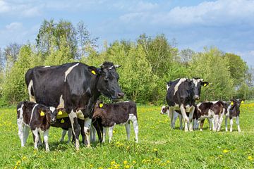 Koeien met groep pasgeboren kalfjes in Nederlandse weide van Ben Schonewille