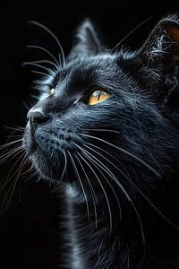 schwarze Katze