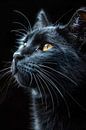 black cat by PixelPrestige thumbnail