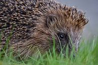 Hedgehog in garden by Kim de Been thumbnail