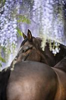 Kwpn paard onder de blauwe regen