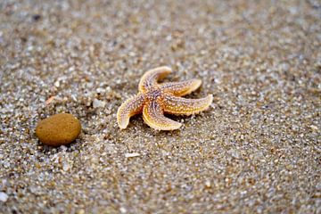 Une étoile de mer sur la plage sur HGU Foto