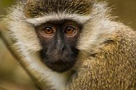 vervet monkey in Uganda by Dennis Van Den Elzen thumbnail