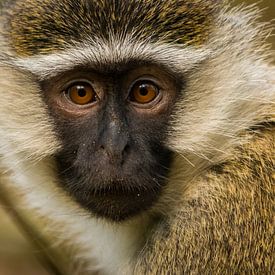 vervet aap in Oeganda