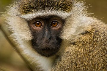 vervet aap in Oeganda van Dennis Van Den Elzen