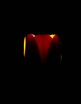 “Ember Tulip I”