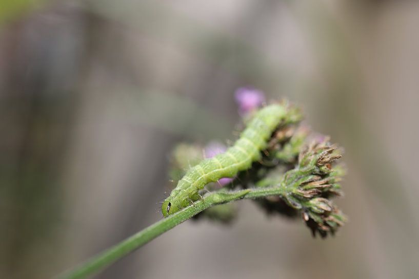 Rups wandelend over vlinderstruik par Deborah de Koning
